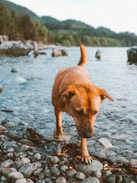 Load image into Gallery viewer, VINTAGE presets
