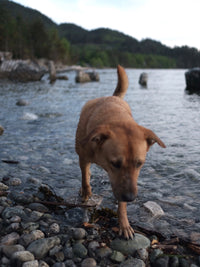 Load image into Gallery viewer, VINTAGE presets
